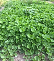 Hạt Giống Rau Má Lá Nhỏ