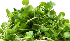 Hạt giống mầm cải ngọt (Tsoi Sim Sprouts) - Gói 20gram