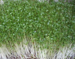 Hạt giống mầm cải ngọt (Tsoi Sim Sprouts) - Gói 20gram