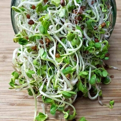 Hạt Giống Rau Mầm Củ Cải Trắng - Gói 20gram