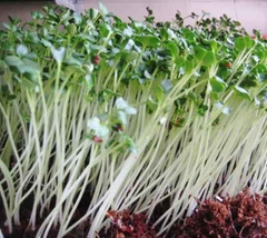 Hạt Giống Rau Mầm Củ Cải Trắng - Gói 20gram