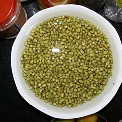 Hạt giống mầm đậu xanh (giá đỗ) - Gói 50gram