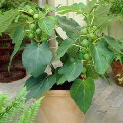 Hạt Giống Sung Mỹ - Sung Ngọt F1