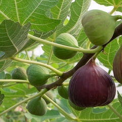 Hạt Giống Sung Mỹ - Sung Ngọt F1