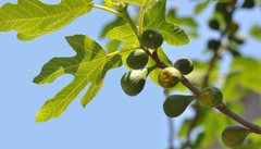 Hạt Giống Sung Mỹ - Sung Ngọt F1