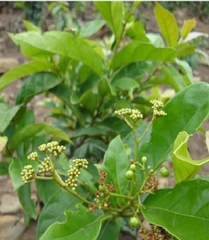 Hạt Giống Cây Xạ Đen