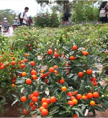 Hạt Giống Ớt Kiểng Quả Tròn
