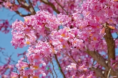 Hạt Giống Cây Hoa Kèn Hồng