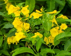 Hạt Giống Cây Hoa Chuông Vàng