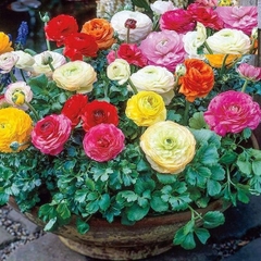 Bộ 10 Củ giống hoa mao lương ( hoa hồng ri ba tư ) mix màu