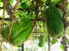 Hạt Giống Bí Đao Xanh Khổng Lồ