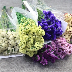 Hạt Giống Hoa Salem Nhiều Màu
