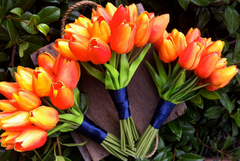 Bộ 5 củ giống hoa tulip hoa màu cam