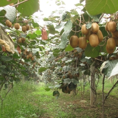 Hạt Giống Cây Ăn Trái Kiwi