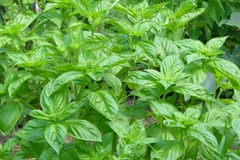 Hạt Giống Rau Húng Tây Basil Ý - Gói 100 hạt