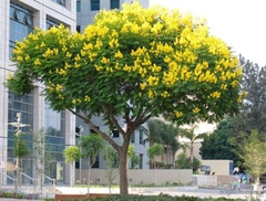 Hạt Giống Cây Giáng Hương