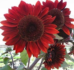 Hạt Giống Hoa Hướng Dương Đỏ