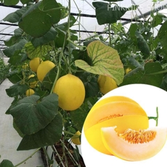 Hạt Giống Dưa Lê Kim Cô Nương F1
