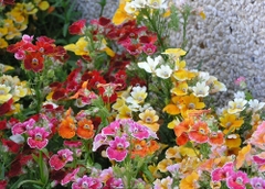 Hạt Giống Hoa Mây Nhiều Màu ( Nemesia Strumosa Mixed )