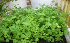 Hạt giống Ngò Rí Bạc Liêu - Gói 20gram