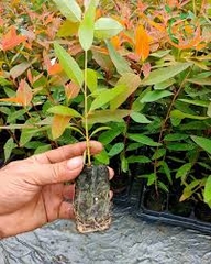 Hạt Giống Cây Bạch Đàn Đỏ