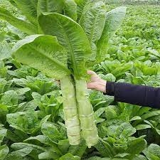Gói 2000 Hạt - Hạt giống rau tiến vua ( hạt giống rau ngó xuân )