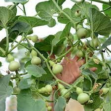 Hạt Giống Bầu Hồ Lô Tí Hon (5 hạt) Năng Suất Cao