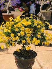 Hạt Giống Hoa Cúc Thân Gỗ ( Cúc Trường Thọ )