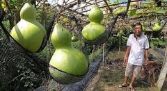Hạt Giống Bầu Hồ Lô Khổng Lồ - Gói 5 Hạt