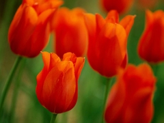 Bộ 5 củ giống hoa tulip hoa màu cam