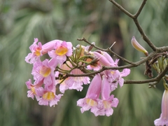 Hạt Giống Cây Hoa Kèn Hồng