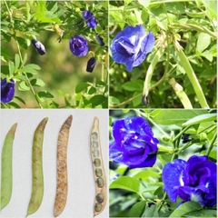 Hạt Giống Hoa Đậu Biếc Kép
