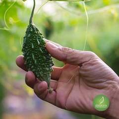 Hạt Giống Khổ Qua Rừng