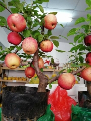 Hạt Giống Táo Đỏ Mỹ Lùn F1