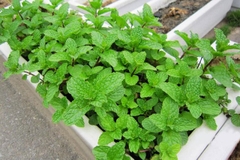 Hạt Giống Rau Húng Bạc Hà (Húng Lủi)