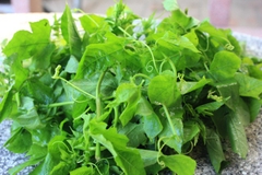 Hạt giống lạc tiên (dây lạc tiên, chùm bao)