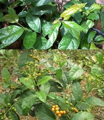 Hạt Giống Cây Xạ Đen