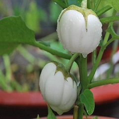 Hạt Giống Cà Bát Trắng Cao Sản