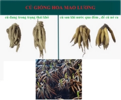 Củ giống hoa mao lương ( hoa hồng ri ba tư ) hoa màu trắng - 1 củ