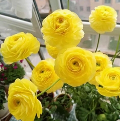 Củ giống hoa mao lương ( hoa hồng ri ba tư ) hoa màu vàng