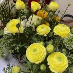 Củ giống hoa mao lương ( hoa hồng ri ba tư ) hoa màu vàng