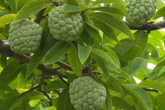 Hạt Giống Cây Na Dai ( Mãng Cầu Ta )