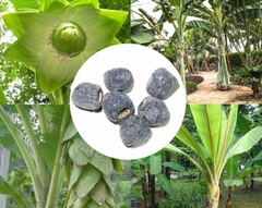 Hạt Giống Cây Chuối Cô Đơn ( Hạt Quả Chuối Cô Đơn)