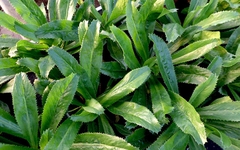 Hạt Giống Rau Ngò Gai ( Mùi Tàu )