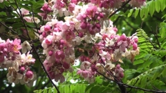 Hạt Giống Hoa Muồng Anh Đào