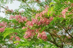 Hạt Giống Hoa Muồng Anh Đào