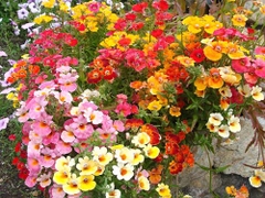 Hạt Giống Hoa Mây Nhiều Màu ( Nemesia Strumosa Mixed )
