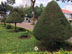 Hạt Giống Cây Phi Lao