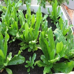 Hạt Giống Rau Ngò Gai ( Mùi Tàu )