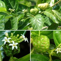 Hạt Giống Cây Nhàu
